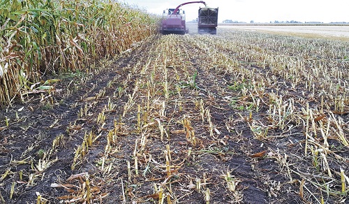Практический опыт борьбы с вьюнком полевым в посевах кукурузы