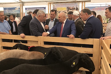 В хозяйствах всех категорий России содержится 25,8 млн голов овец и коз