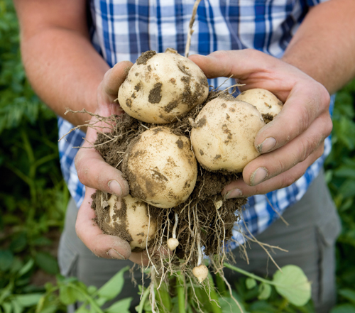 Эффективная система защиты картофеля от фитофтороза и альтернариоза