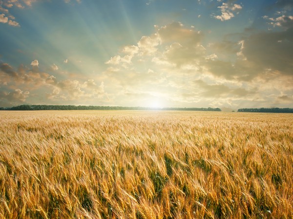Южноуральские аграрии увеличили посевы зерновых и зернобобовых культур