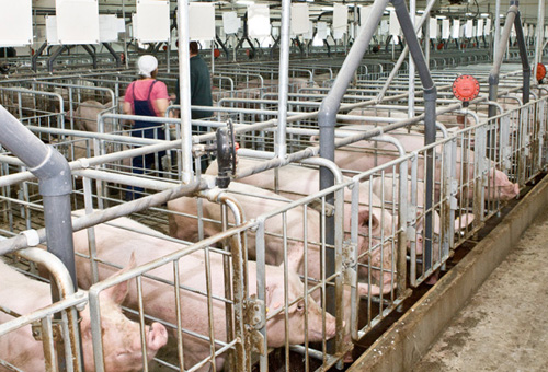 «Зеленая» свиноферма В агрофирме «Ариант» запускают инновационную технологию переработки свиного навоза