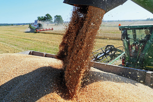 Внутренний рынок зерна: влияние на экономику России