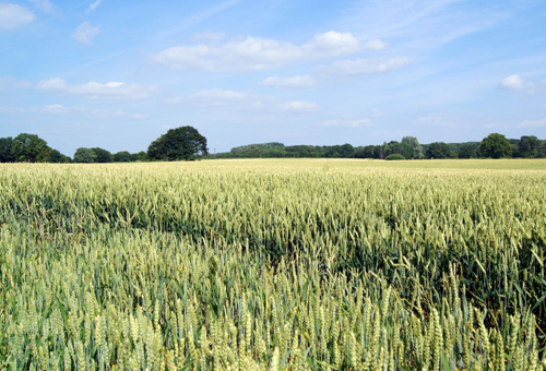 Эффективность защиты яровой пшеницы от пшеничного трипса
