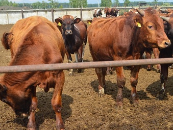 В Омской области владельцам ЛПХ, пострадавших от АЧС, предлагают приобрести бычков по льготной цене