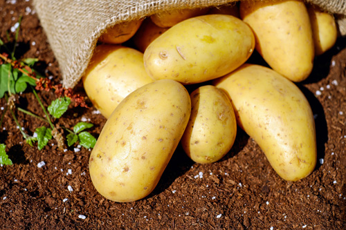 Производство, хранение  и переработка картофеля