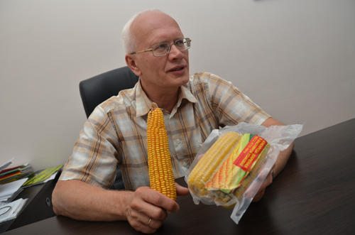 Челябинские ученые придумали, как  выращивать сахарную кукурузу на Урале