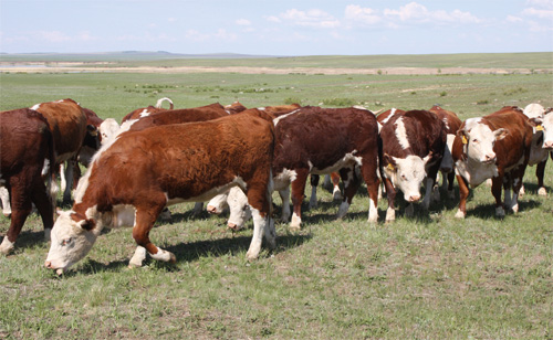 Энергия рационов: использование при откорме бычков герефордской  породы разных типов телосложения
