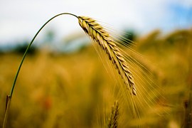 Глава Новосибирской области поздравил аграриев с намолотом трех тонн зерна