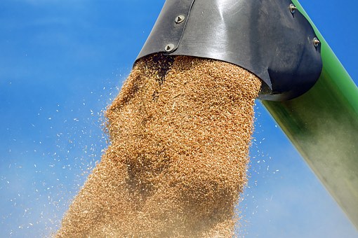 В Алтайском крае урожай зерна в превысил 5 млн тонн