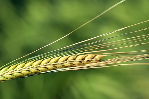 Департамент АПК Курганской области провел переговоры с федеральными зернотрейдерами