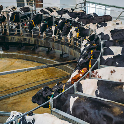 Мониторинг поведения и здоровья КРС – основа эффективного управления стадом молочного скота