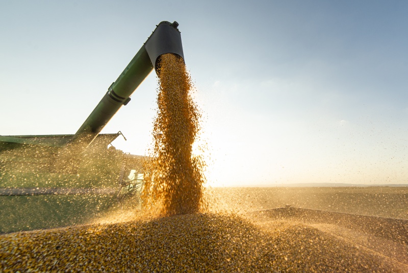 Российское зерно становится привлекательнее в Казахстане, чем свое