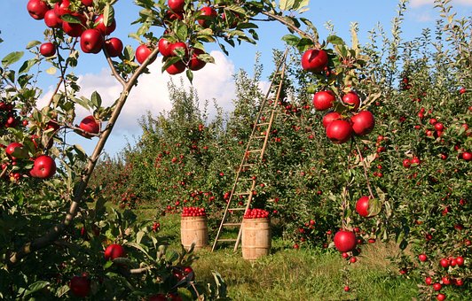 Производство плодов и ягод в России увеличилось в 1,6 раза