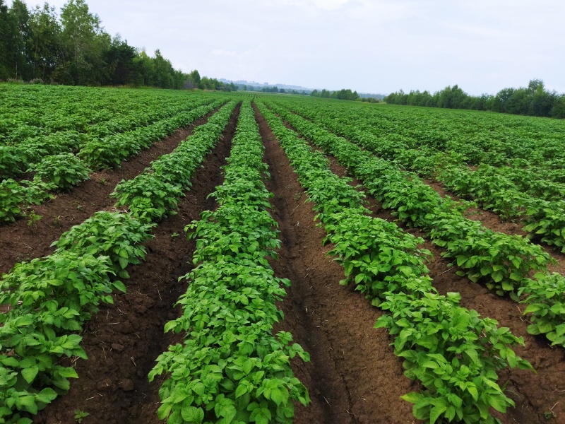 Свердловские аграрии выбирают российские средства защиты растений