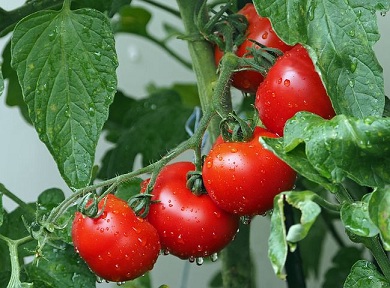 Производство тепличных овощей в России выросло на 4%