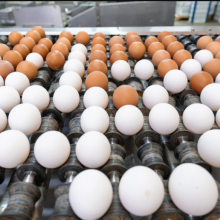 Томская птицефабрика увеличит производство яиц на 63%